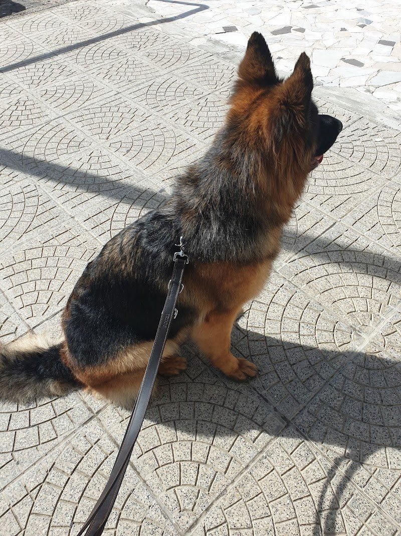 Fashion Vanity Spa Dog - Foto 5