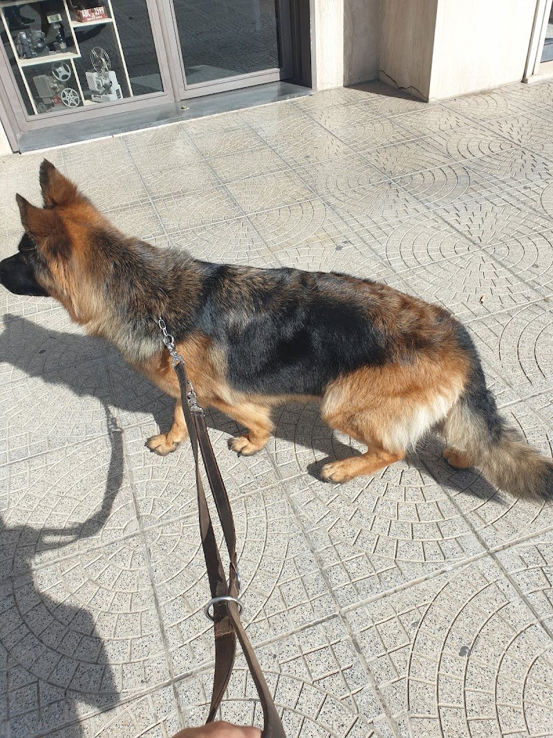 Fashion Vanity Spa Dog - Foto 2