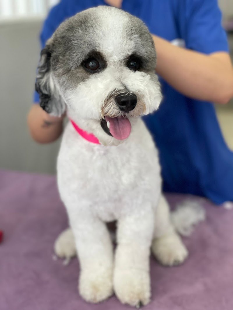 Federica Fashion Pet - Foto 1