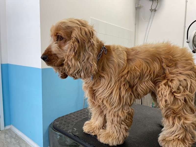 Federica Fashion Pet - Foto 2