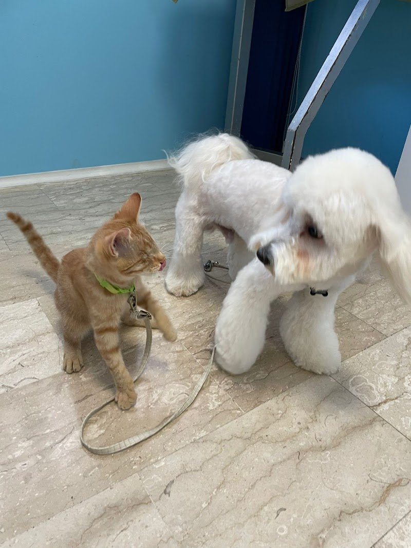 Federica Fashion Pet - Foto 3