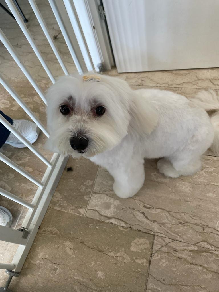 Federica Fashion Pet - Foto 4