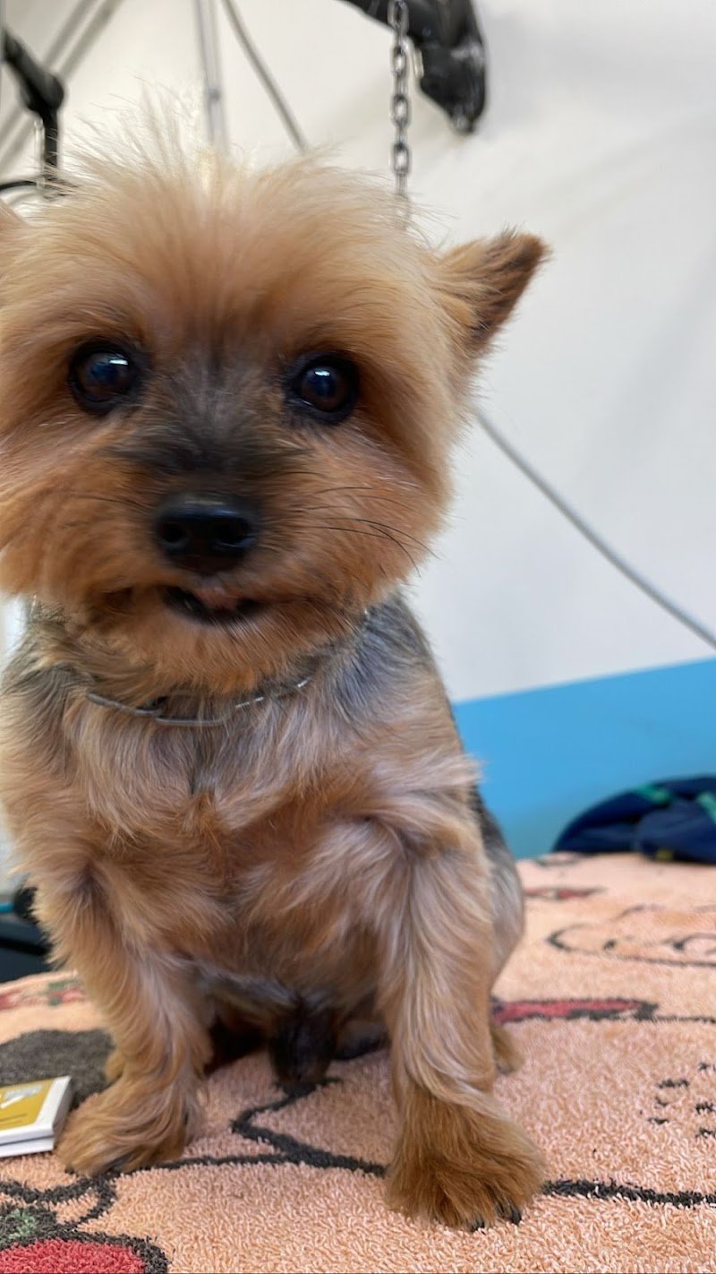 Federica Fashion Pet - Foto 5