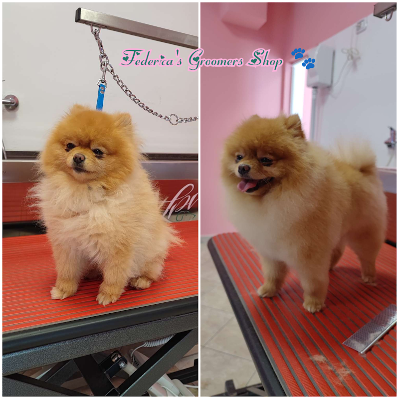 Federica's Groomer Shop di Oliva Federica - Foto 1