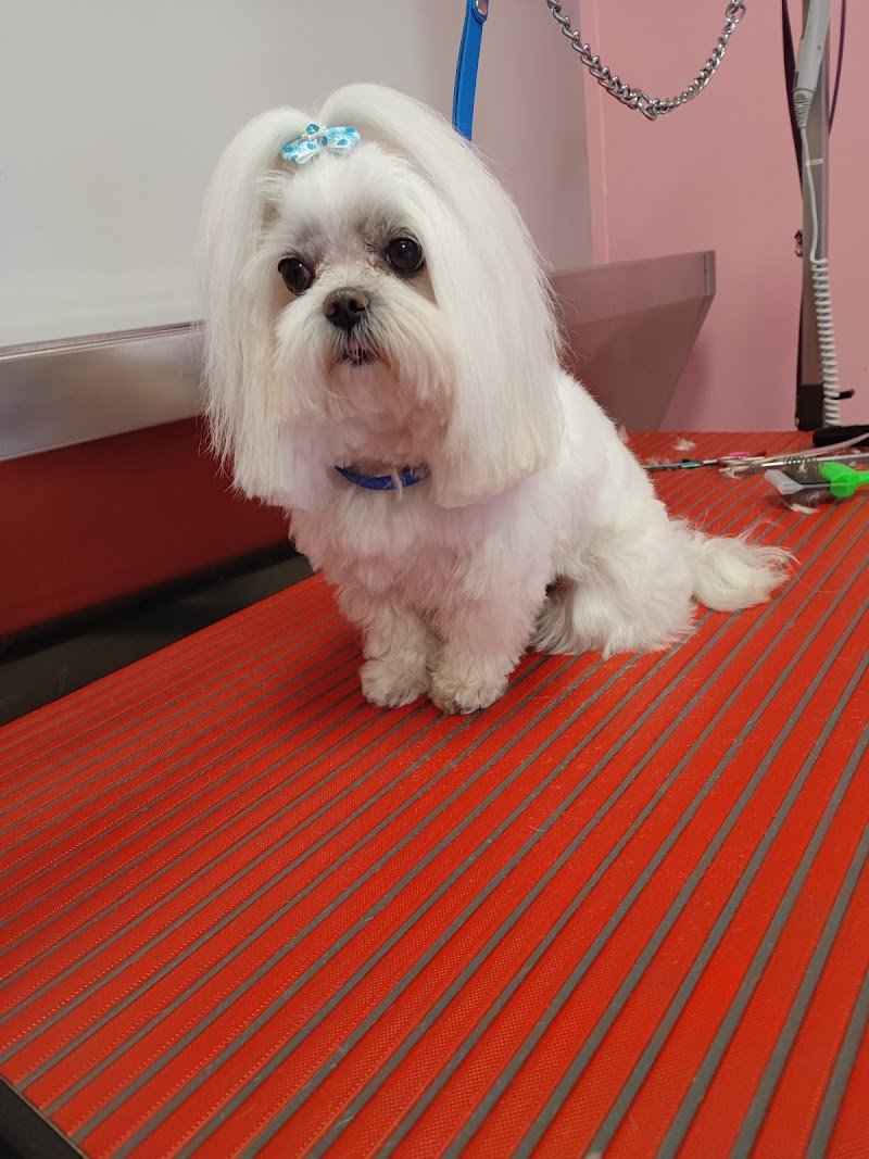 Federica's Groomer Shop di Oliva Federica - Foto 2