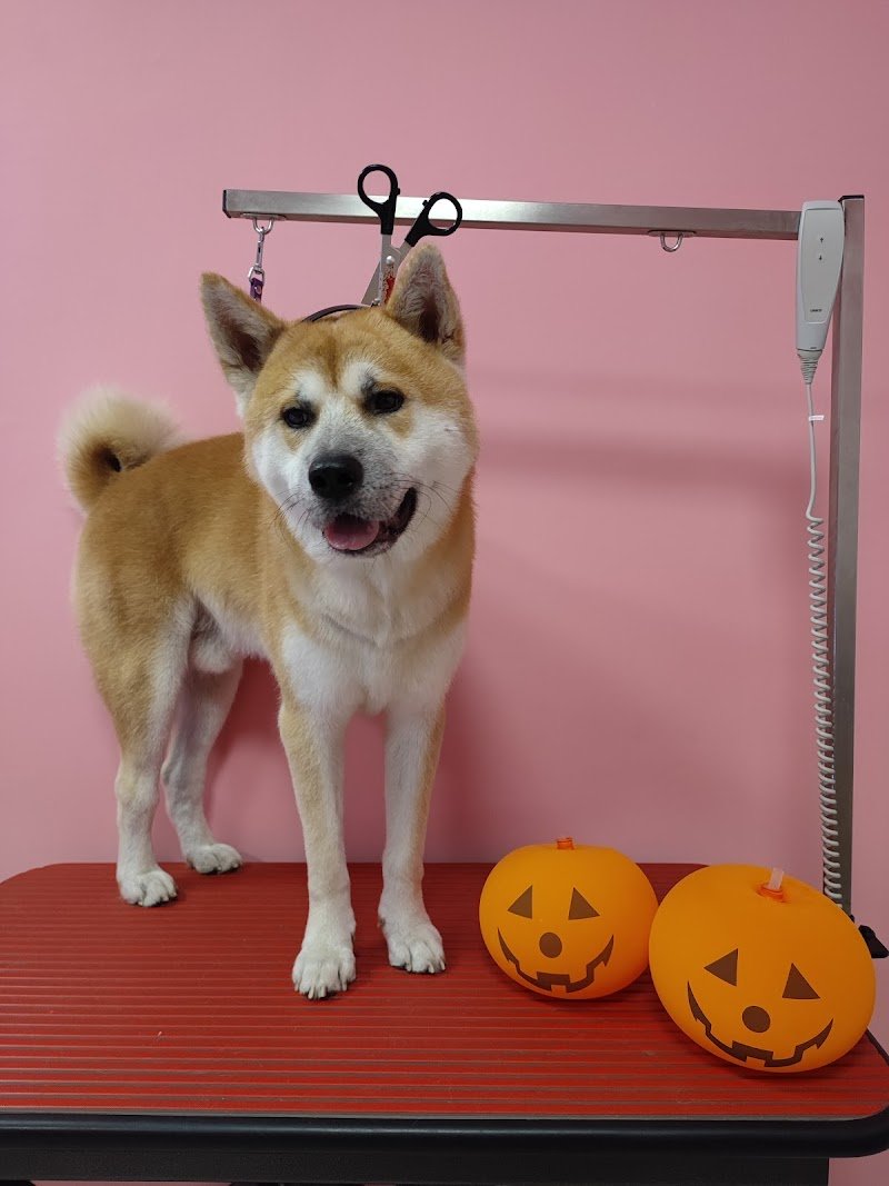 Federica's Groomer Shop di Oliva Federica - Foto 3