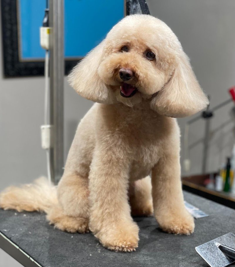 Federigo Toelettatura - Foto 1