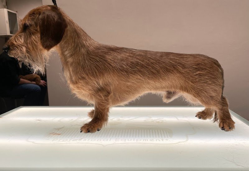 Federigo Toelettatura - Foto 3