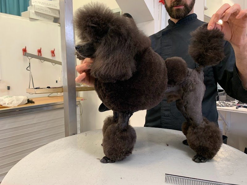 Federigo Toelettatura - Foto 5