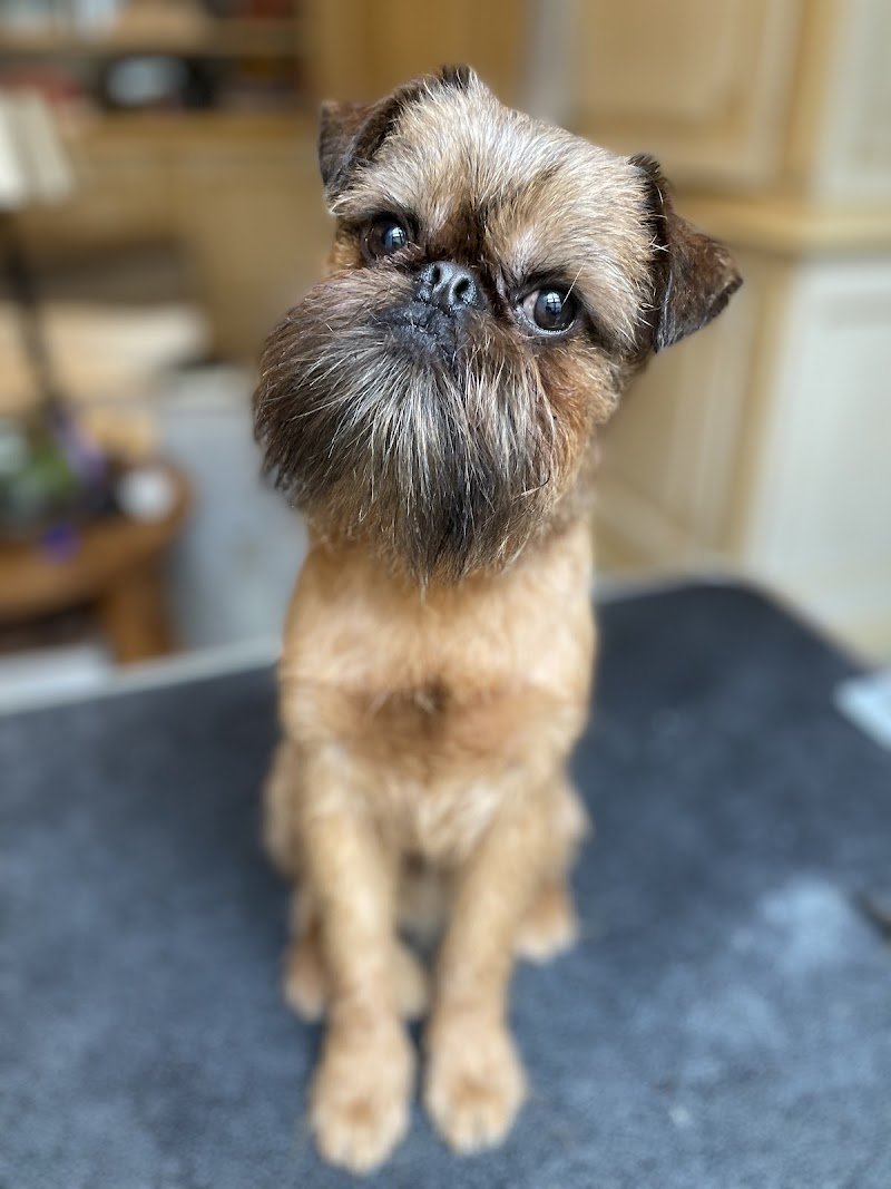 Federigo Toelettatura - Foto 6