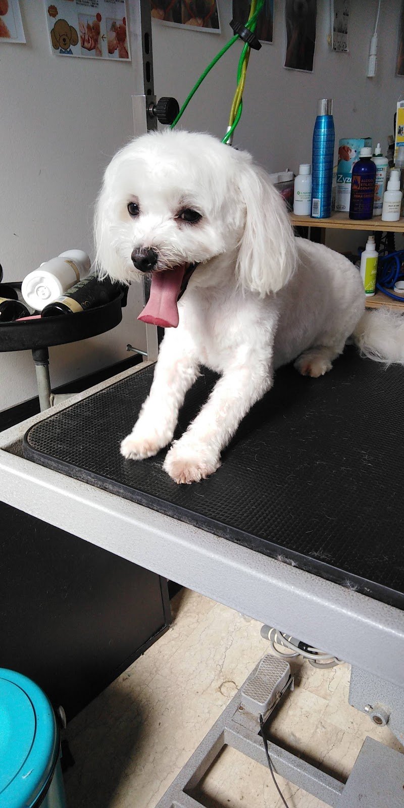 Ferramenta e toelettatura Punto Casa - Foto 5