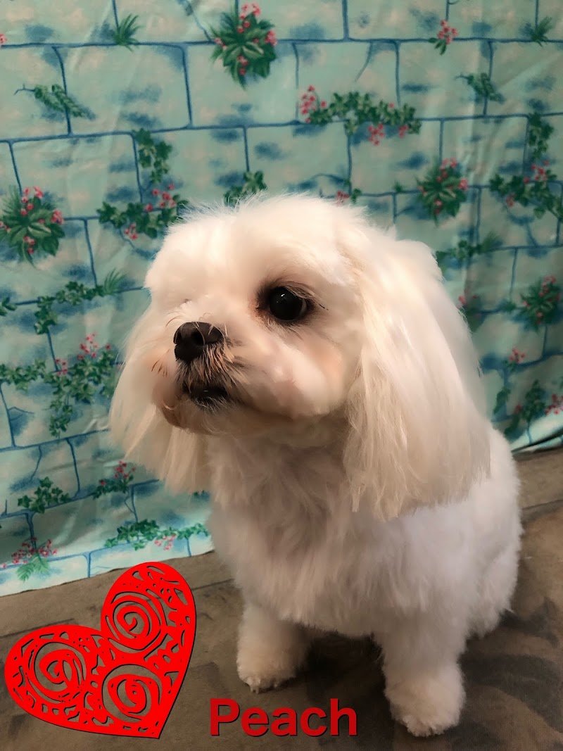 Fido Chic Toelettatura - Foto 1