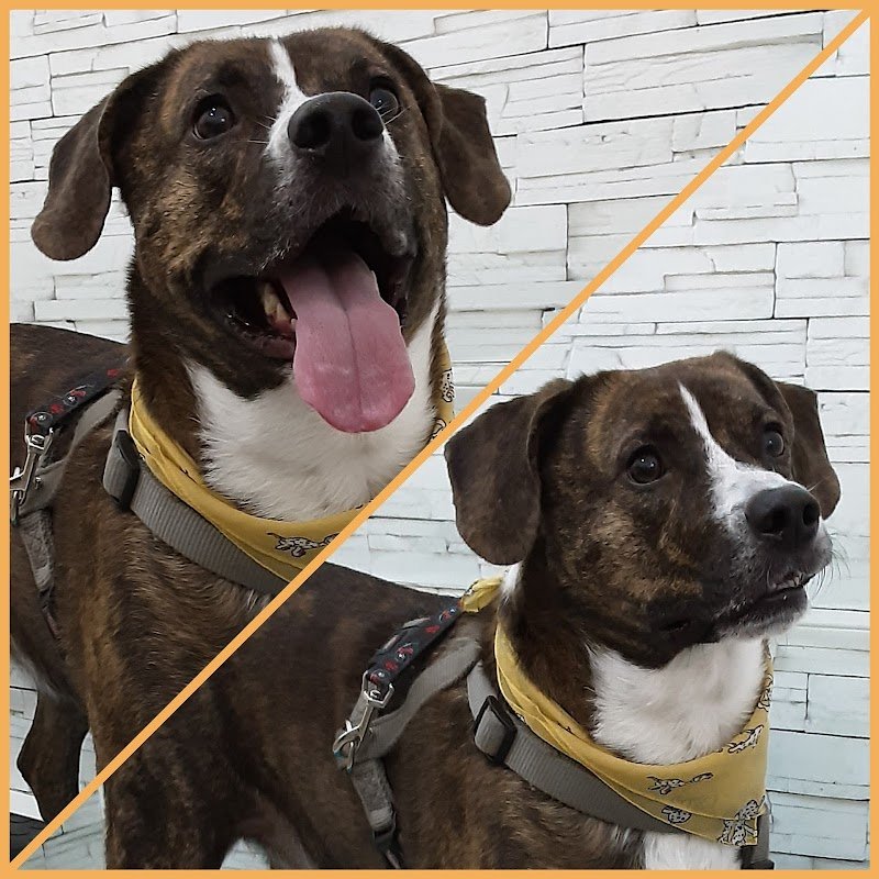 Fido Chic Toelettatura - Foto 2