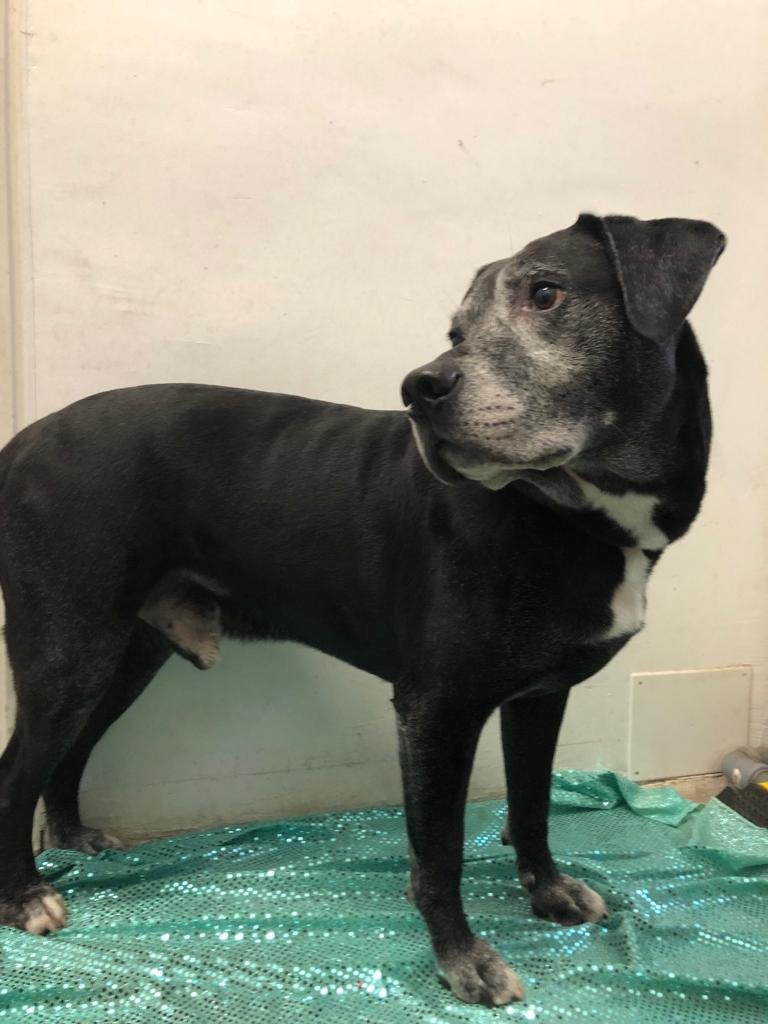 Fido Chic Toelettatura - Foto 5