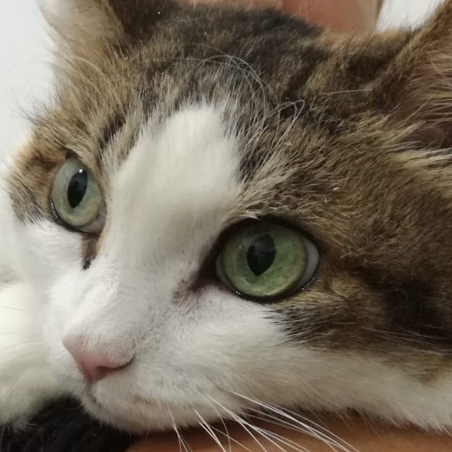 Fido Chic Toelettatura - Foto 6