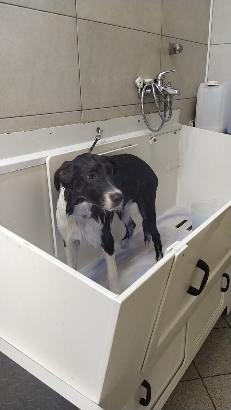 Fido & Company - Foto 3