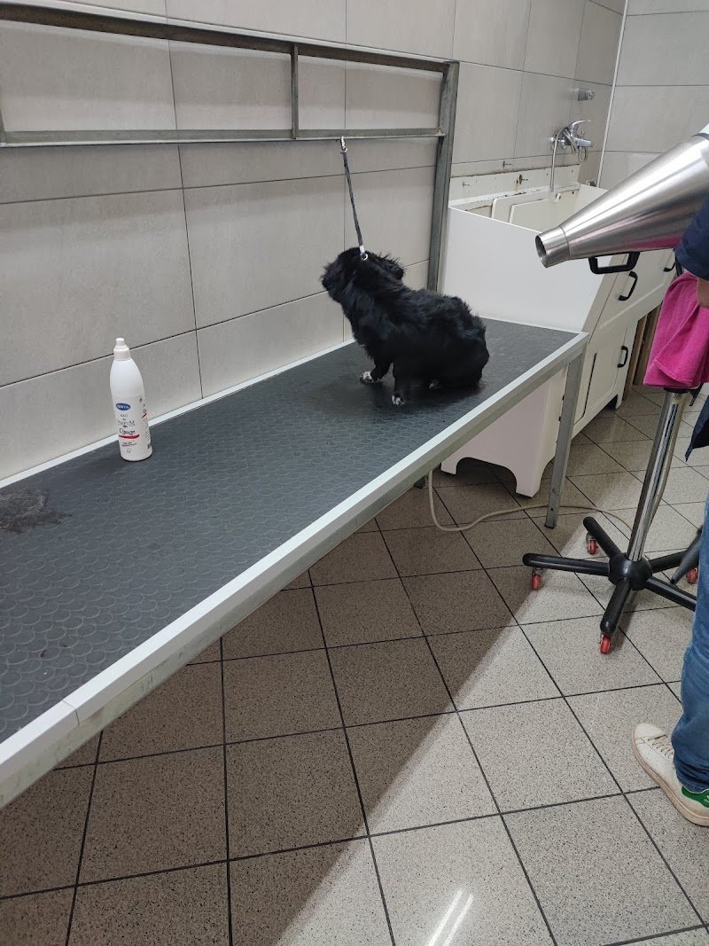 Fido & Company - Foto 5