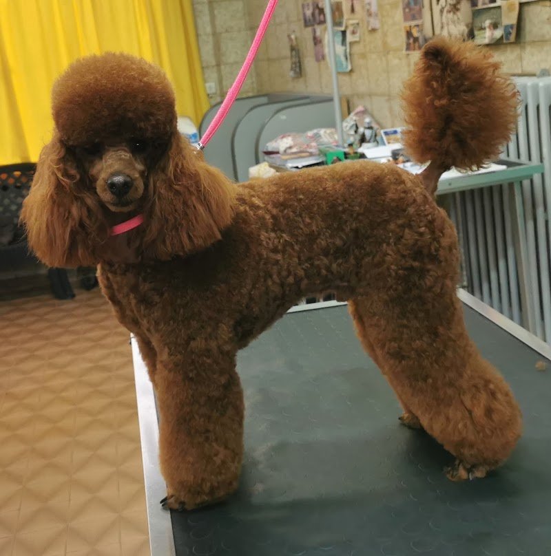 Fido Lindo toelettatura dal 1992 - Foto 1