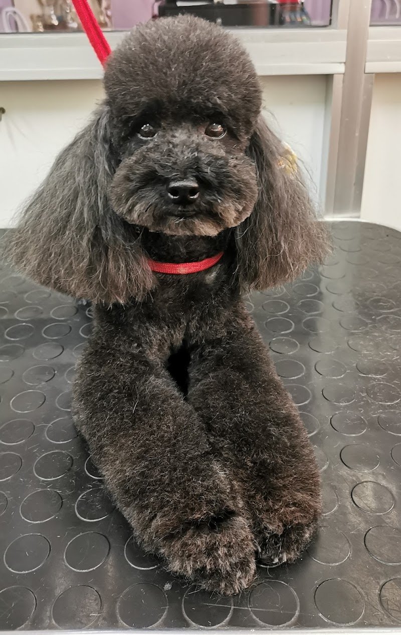 Fido Lindo toelettatura dal 1992 - Foto 2