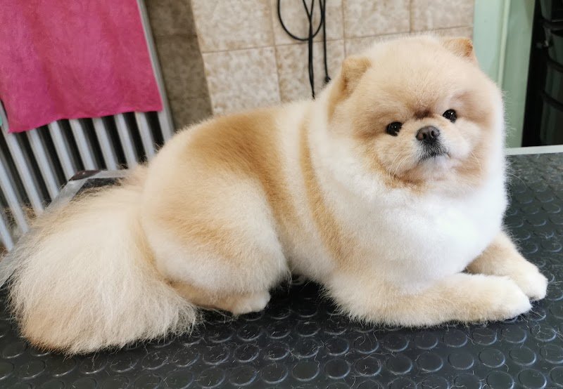 Fido Lindo toelettatura dal 1992 - Foto 3