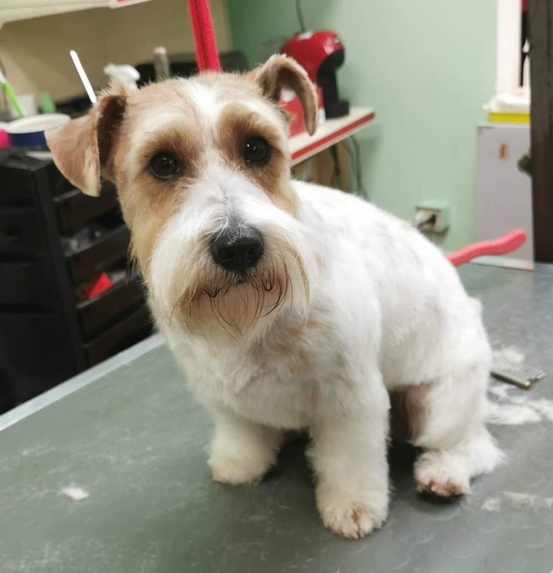 Fido Lindo toelettatura dal 1992 - Foto 4