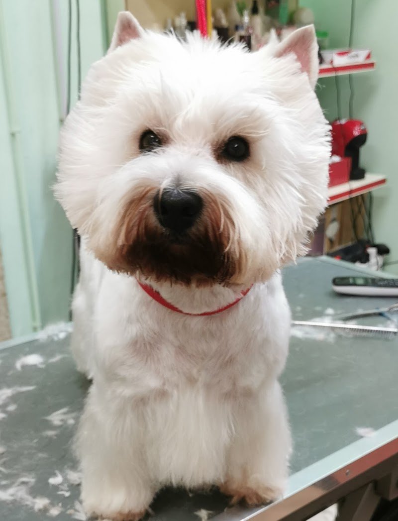 Fido Lindo toelettatura dal 1992 - Foto 5