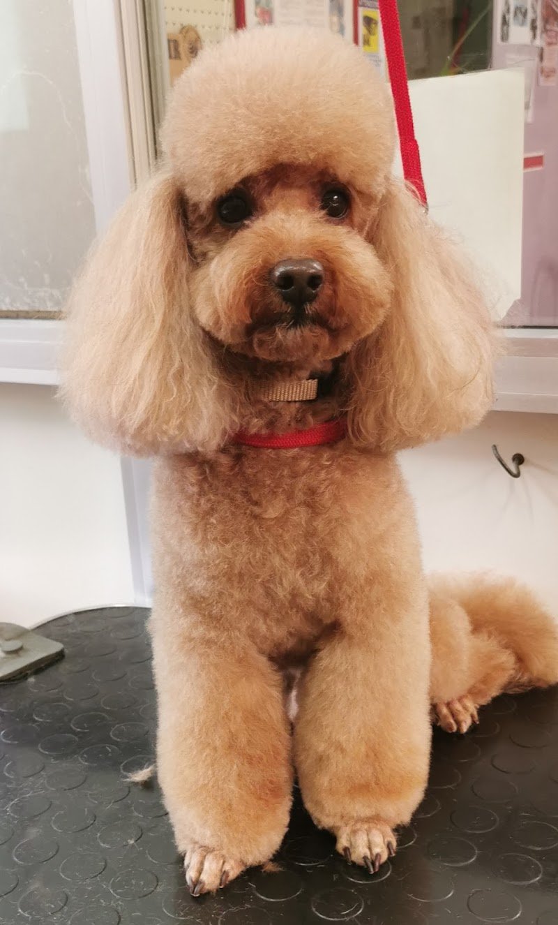 Fido Lindo toelettatura dal 1992 - Foto 6