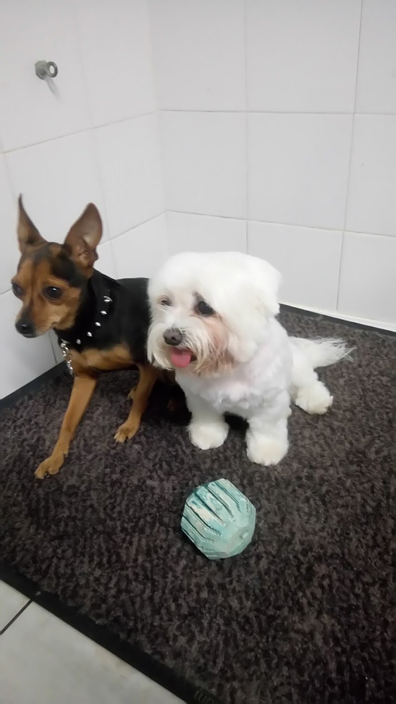 fido pet shop milano - Foto 3