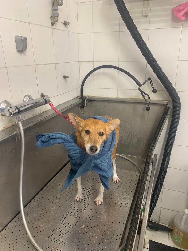 fido pet shop milano - Foto 4