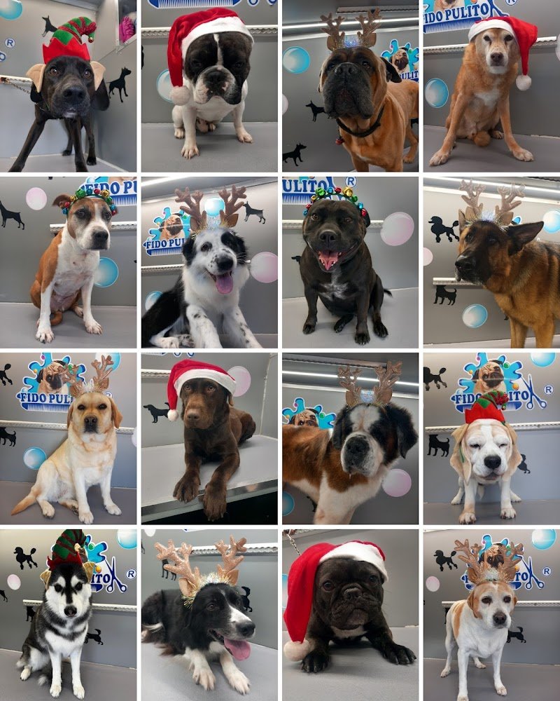 Fido Pulito Mobile - Foto 4