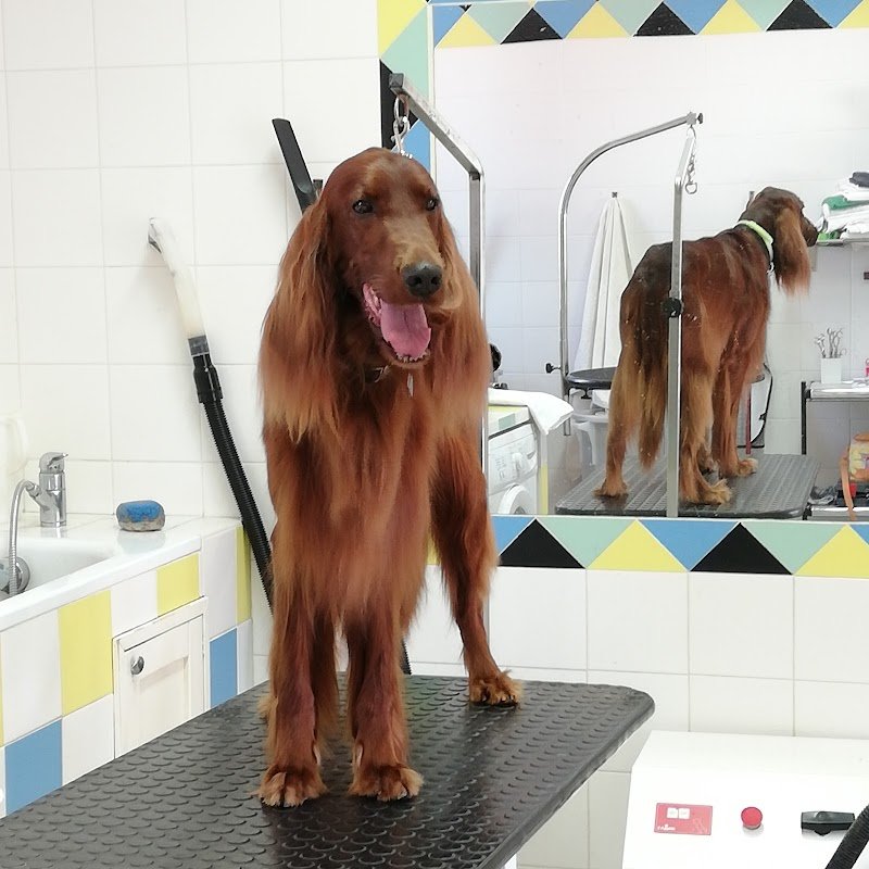 Fidolindo Toelette per cani e gatti di Danyela Libanore - Foto 1