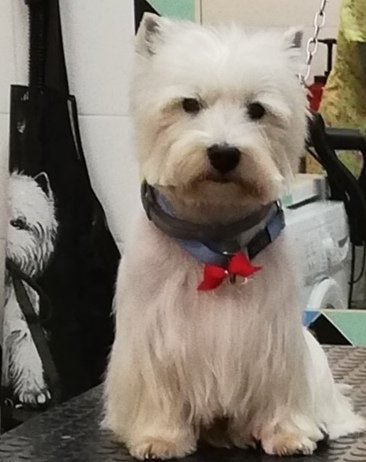 Fidolindo Toelette per cani e gatti di Danyela Libanore - Foto 2