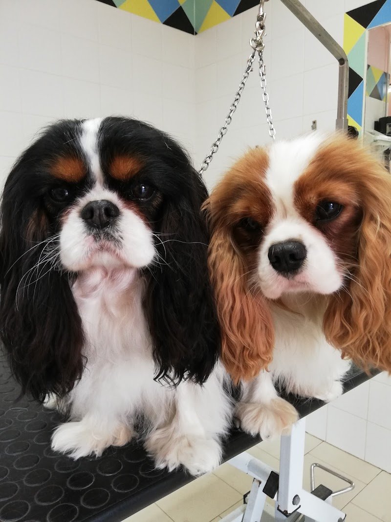 Fidolindo Toelette per cani e gatti di Danyela Libanore - Foto 3