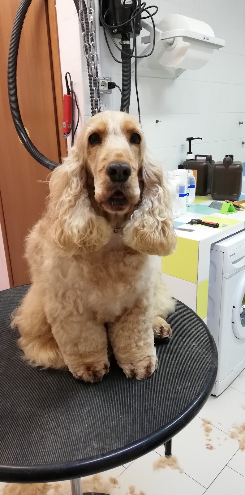 Fidolindo Toelette per cani e gatti di Danyela Libanore - Foto 4