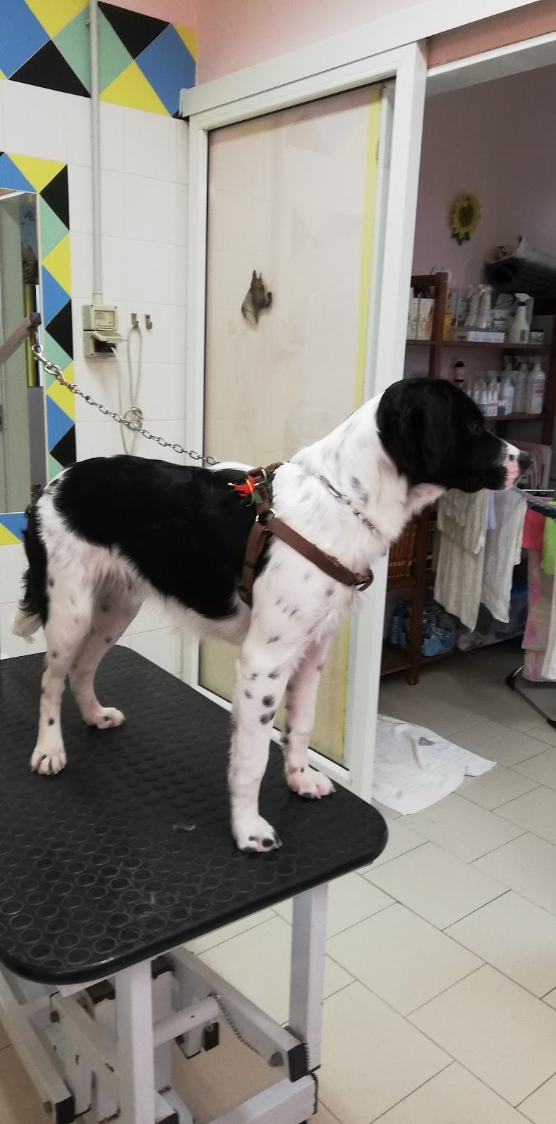 Fidolindo Toelette per cani e gatti di Danyela Libanore - Foto 5