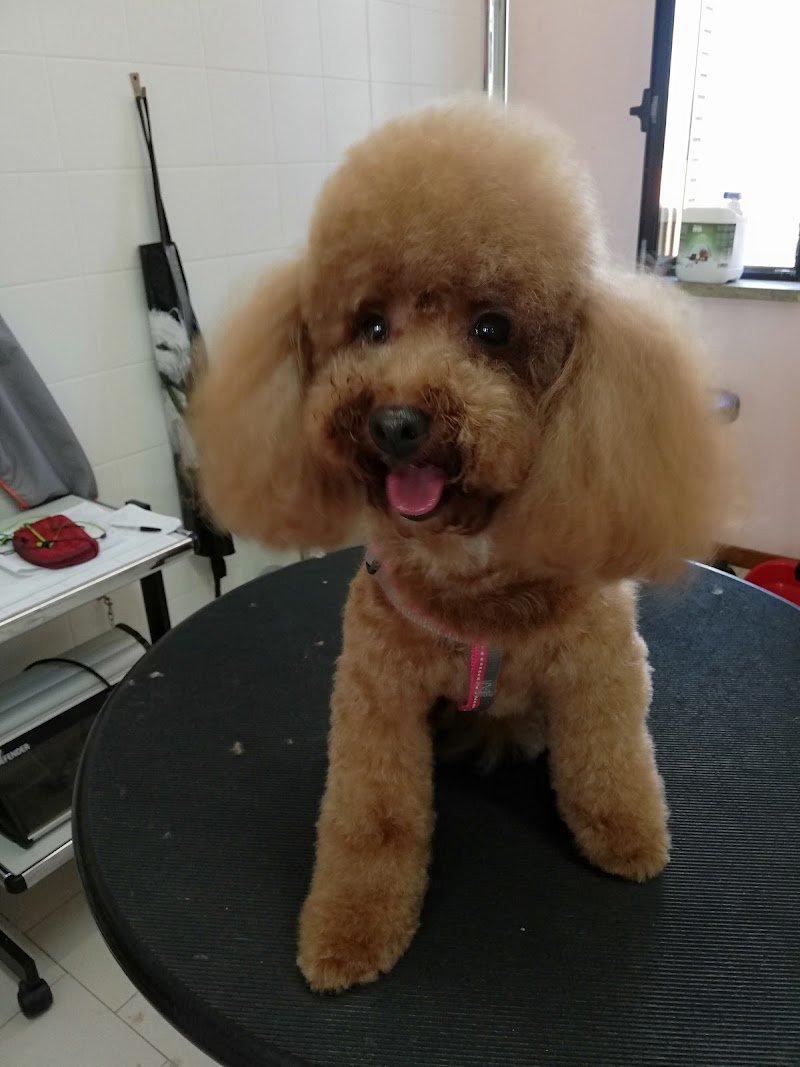 Fidolindo Toelette per cani e gatti di Danyela Libanore - Foto 6