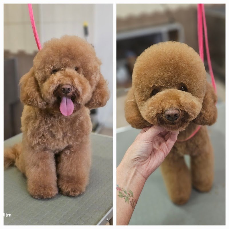 FidoLù Toelettatura - Foto 1