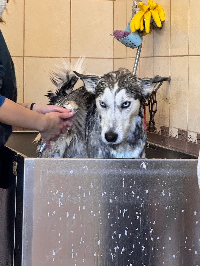 FidoLù Toelettatura - Foto 3