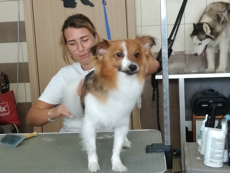 FidoLù Toelettatura - Foto 4