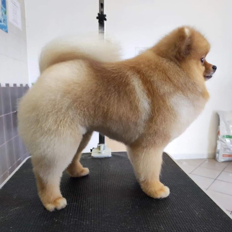 FidoLù Toelettatura - Foto 5