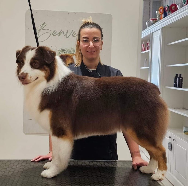 FidoLù Toelettatura - Foto 6