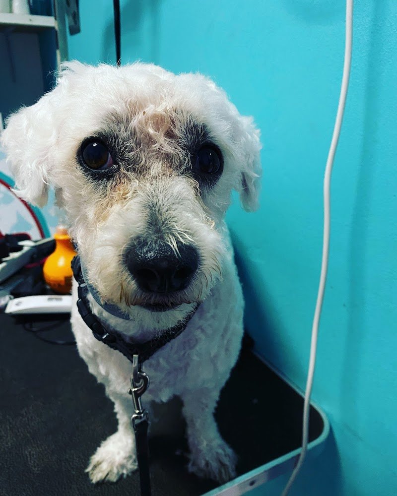 Figaro Barber Dog - Foto 1