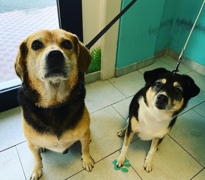 Figaro Barber Dog - Foto 2