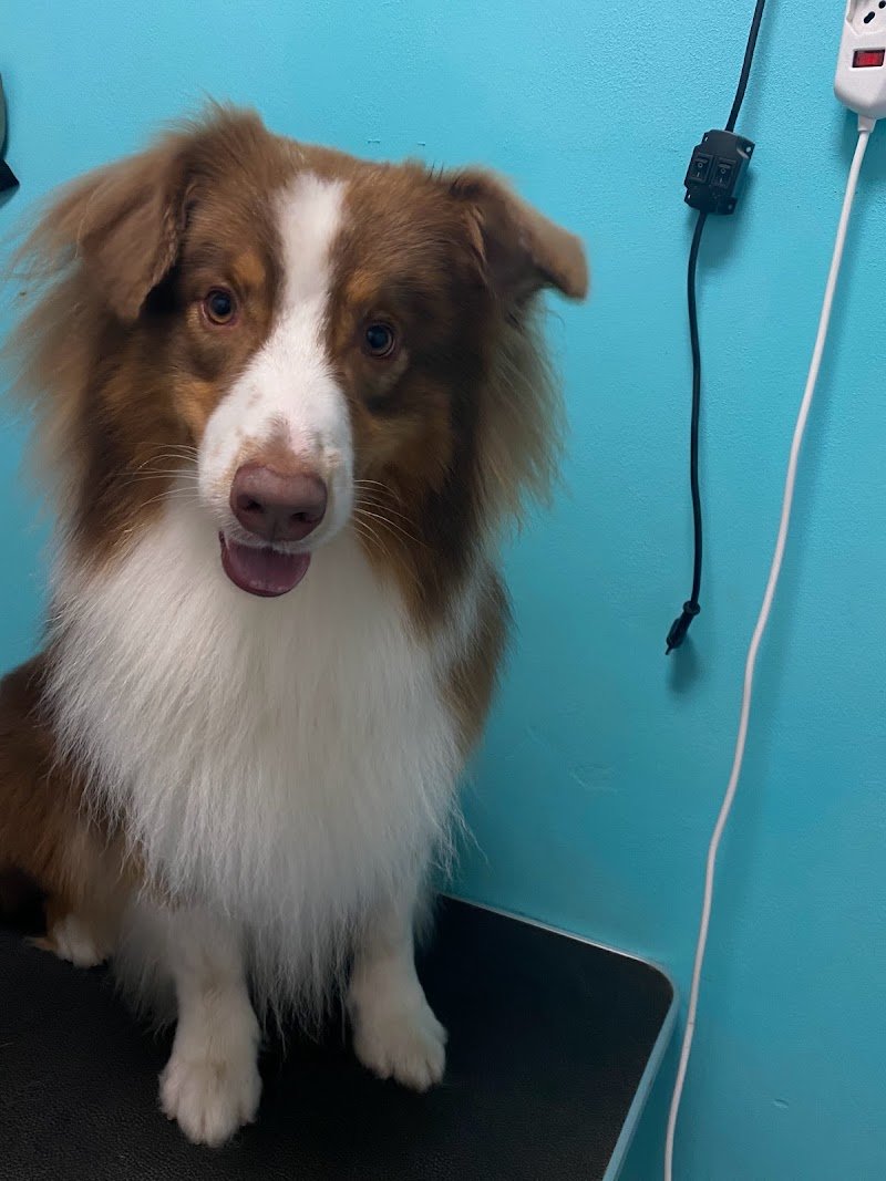 Figaro Barber Dog - Foto 3