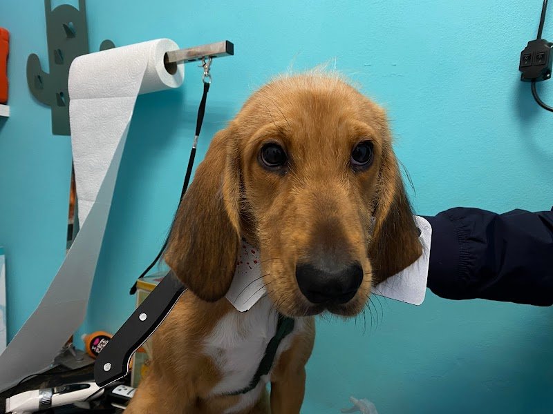 Figaro Barber Dog - Foto 5