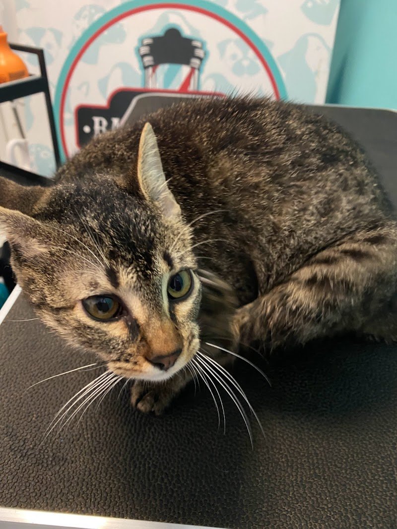 Figaro Barber Dog - Foto 6