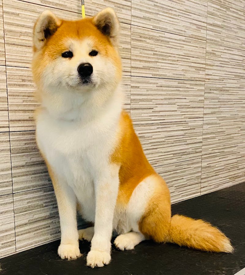 FIGARO DOG TOELETTATURA CANI di DI STASIO GIAN LUCA - Foto 2