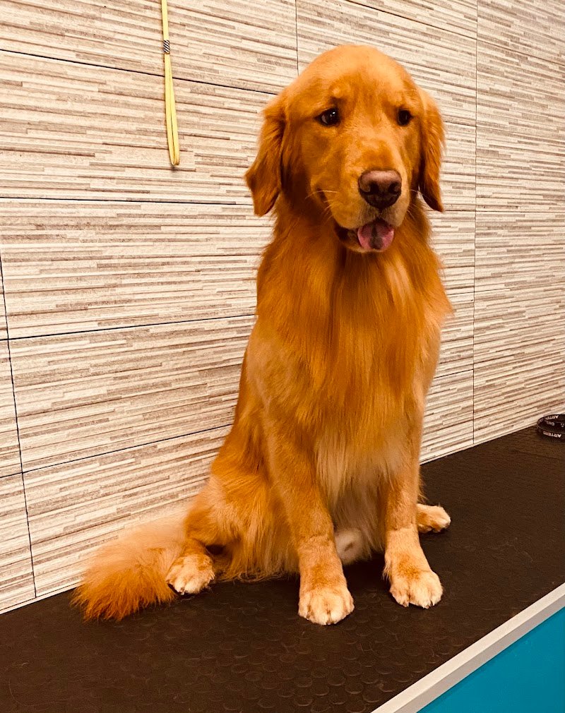 FIGARO DOG TOELETTATURA CANI di DI STASIO GIAN LUCA - Foto 3