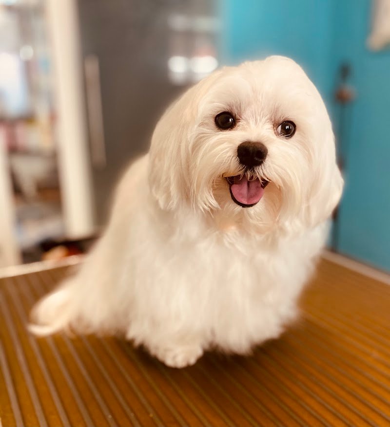 FIGARO DOG TOELETTATURA CANI di DI STASIO GIAN LUCA - Foto 4