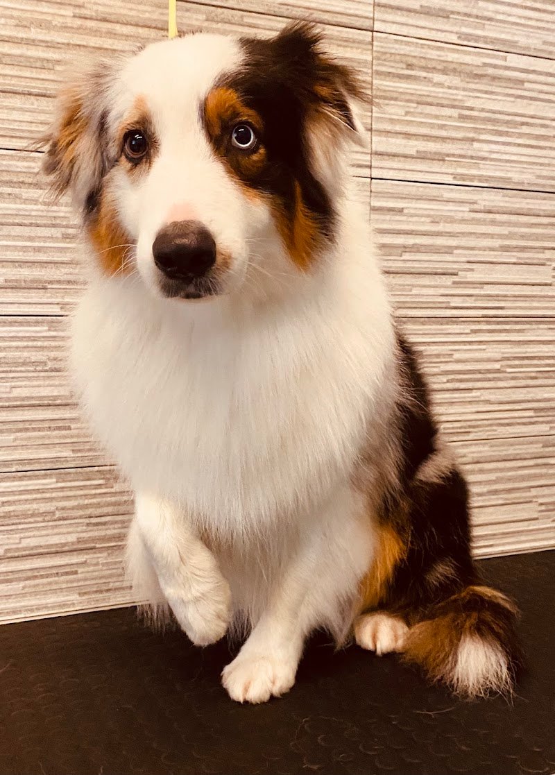 FIGARO DOG TOELETTATURA CANI di DI STASIO GIAN LUCA - Foto 5